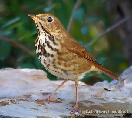 Hermit Thrush_39407.jpg - Hermit Thrush (Catharus guttatus)Photographed along the Gulf coast near Rockport, Texas, USA.